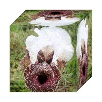 Cube to the world of Iris Nazareth Foto stock