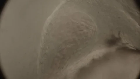 CUBeatingHeartFishEmbryo Stock Footage 78578075