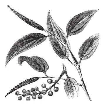 Cubeb or Tailed Pepper or Java Pepper or Piper cubeba, vintage engraving Ilustração Stock