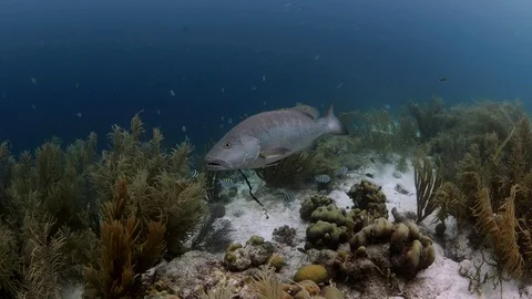 Cubera snapper on coral reef Stock Footage 94090879