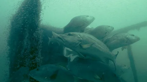 Cubera Snapper School Underwater Slow Motion Stock Footage 106802414