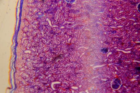Cuboidal epithelium tissue under microscope showing cell structure and nuc Stock Photos