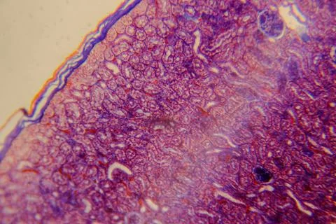 Cuboidal epithelium tissue under microscope showing cell structure and nuc Stock Photos