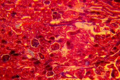 Cuboidal epithelium tissue under microscope showing cell structure and nuc Stock Photos