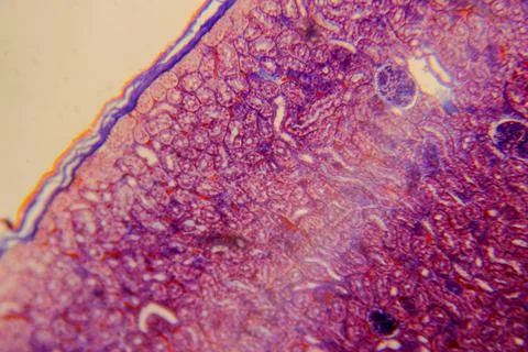 Cuboidal epithelium tissue under microscope showing cell structure and nuc 写真素材