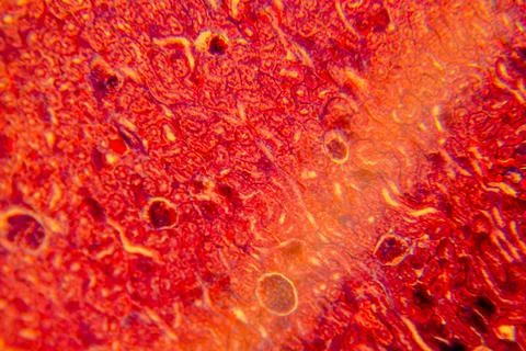 Cuboidal epithelium tissue under microscope showing cell structure and nuc Stock Photos