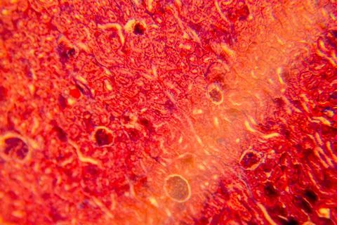 Cuboidal epithelium tissue under microscope showing cell structure and nuc Stock Photos