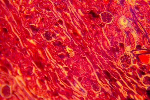 Cuboidal epithelium tissue under microscope showing cell structure and nuc Foto stock