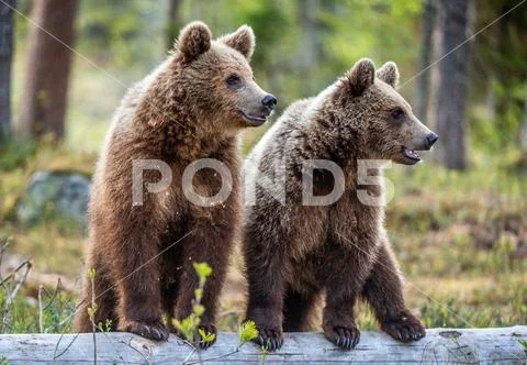 Cubs of Brown Bear in the summer forest. Natural habitat. Scientific name: U Stock Photos