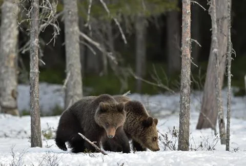 Cubs of Brown Bear (Ursus arctos) after hibernation on the snow in spring for Stock Photos