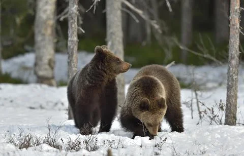Cubs of Brown Bear (Ursus arctos) after hibernation on the snow in spring for Stock Photos