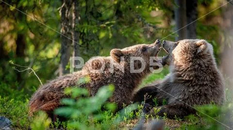 The Cubs of Brown bears playfully fighting, The summer forest. Scientific nam Stock Photos