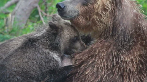 Cubs drink milk bears. Stock Footage 41964332