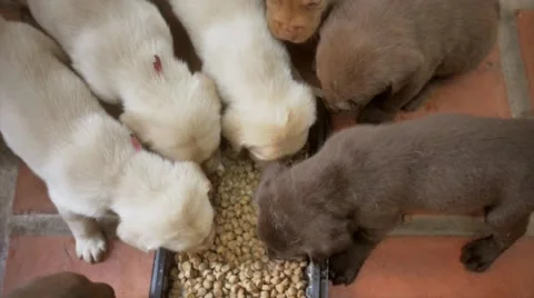 Cubs eating kibbles Stock Footage 50564106