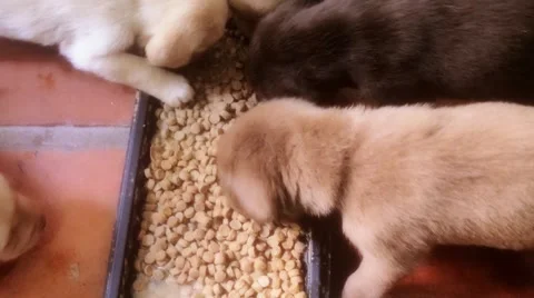 Cubs eating kibbles Stock Footage 50564108