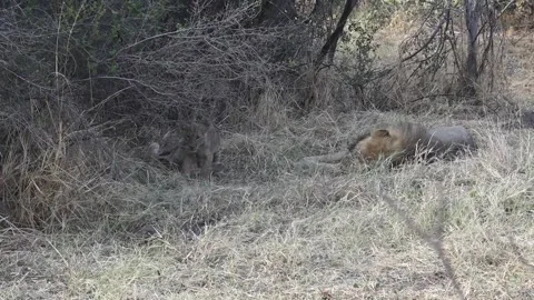 Cubs keep playing; one stands up near the male Stock Footage 319899021