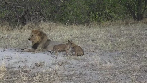 Cubs pause and run off; the camera remains on the resting male 库存影片 319900251