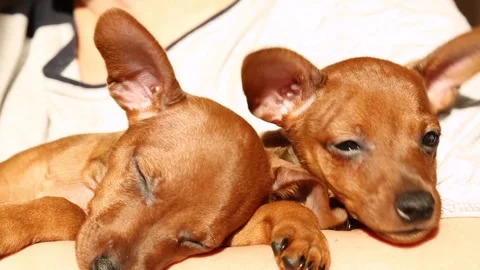 Cubs of pets. Charming muzzles of purebred puppies. puppy sleeps Stock Footage 254243130