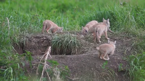 The cubs play near the hole Stock Footage