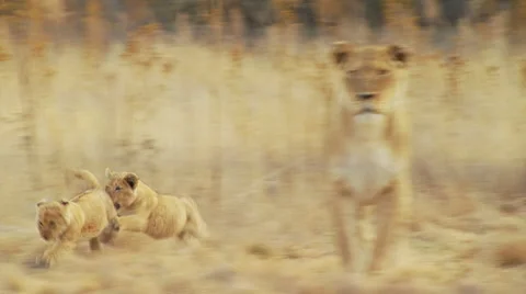 Cubs playing in grassland Stock Footage 54590556
