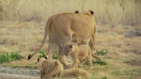 Cubs playing in grassland Stock Footage 54590575