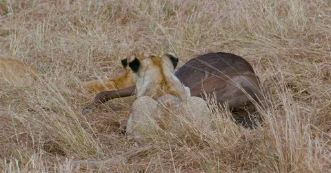CUBS PLAYING KILL MAASAI MARA KENYA AFRICA Stock Footage 74893872