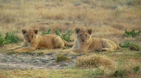 Cubs resting in grassland of ranch Stock Footage 54590584