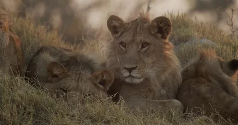 Cubs staring Stock Footage 304121814