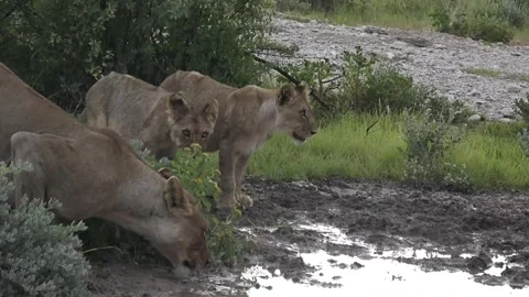 Cubs step into the mud and watch their mother drinking — Part 6 Stock Footage 320354566