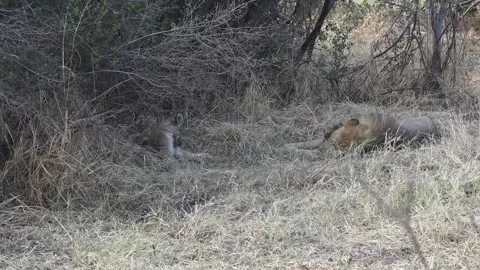 Cubs tumble and roll close to the sleeping male Stock Footage 319899029