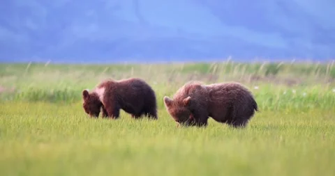 Cubs of the year graze Stock Footage 157881942