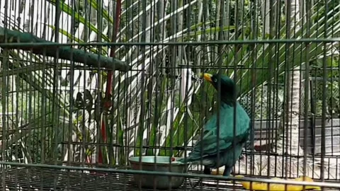 Cucak hijau bird Stock Footage 210764457