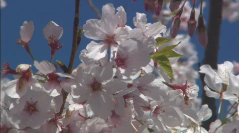 CUCherryBlossoms Stock Footage 446747
