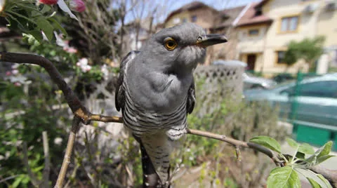 Cuckoo 001 Stock Footage 22800470