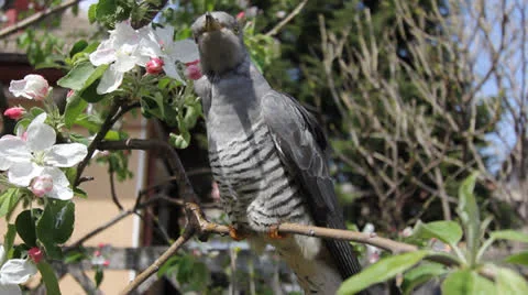 Cuckoo 001 Stock Footage 22800550