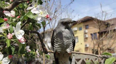 Cuckoo 001 Stock Footage 22800561