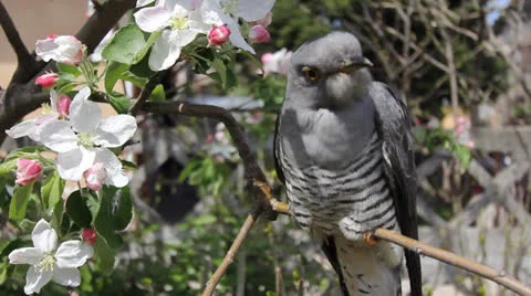 Cuckoo 001 Stock Footage 22800585