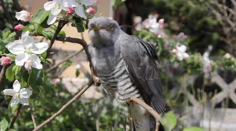 Cuckoo 001 Stock Footage 22800835