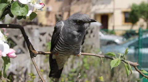 Cuckoo 001 Stock Footage 22800838