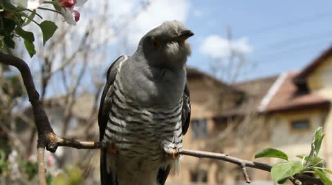 Cuckoo 001 Stock Footage 22800867