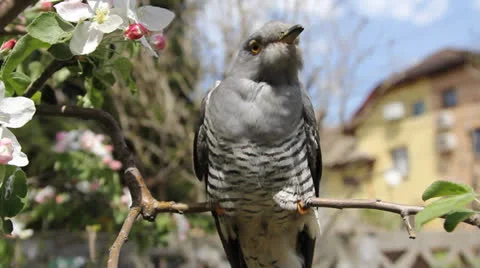 Cuckoo 001 Stock Footage 22800909