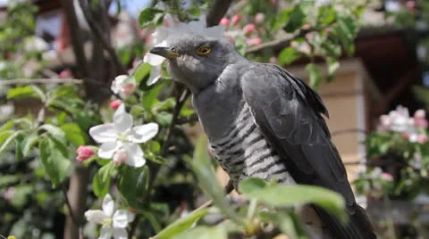Cuckoo 001 Stock Footage 22800918