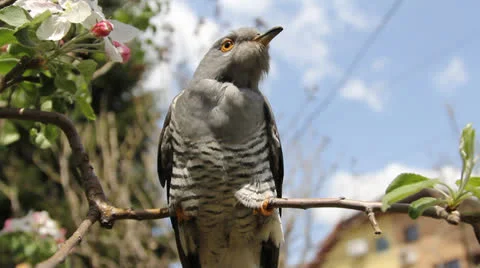 Cuckoo 001 Stock Footage 22800927