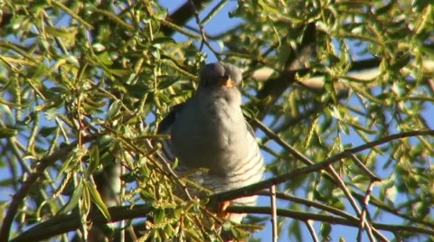 Cuckoo 1 Video stock 18184241