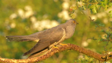 Cuckoo 9s Cuculus canorus male calling in evening sun Stock Footage 148508317