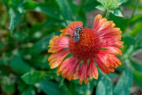Cuckoo bee on a flower Stock Photos