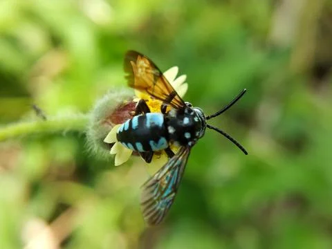 Cuckoo bee (Thyreus decorus) Fotos Stock
