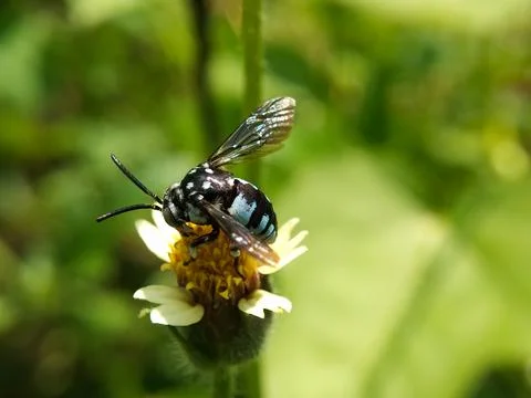 Cuckoo bee (Thyreus decorus) Fotos Stock