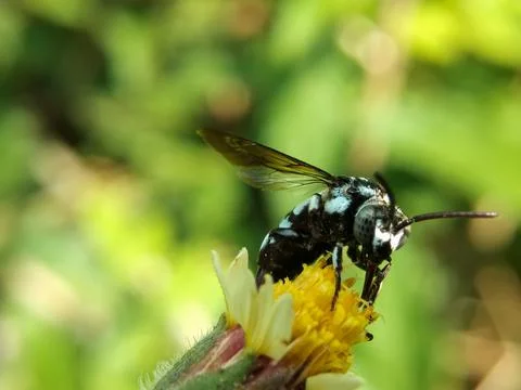 Cuckoo bee (Thyreus decorus) Fotos Stock