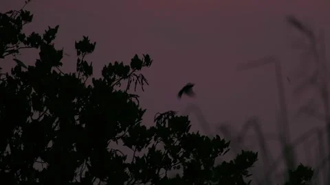 Cuckoo bird fly away from tree during dark evening sunset. Silhouette Stock Footage 244924921